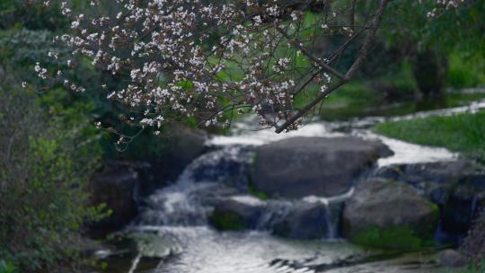 小溪 河水 山野 唯美意境 鲤鱼