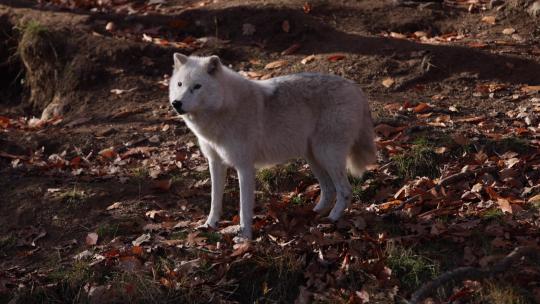 北极狼走在土丘上秋叶风光视频素材模板下载