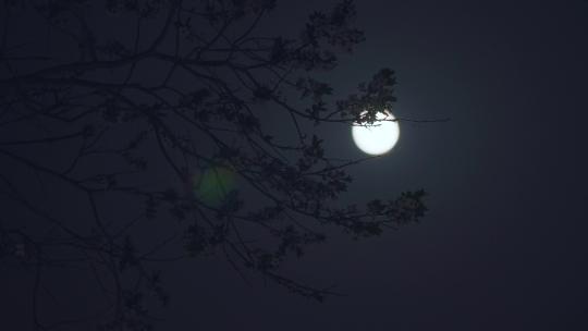 实拍月亮-月上枝头