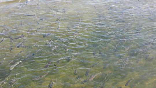 鱼群在清澈见底的水里游动