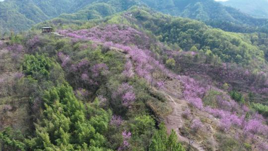 浙江兰溪转轮岩风景区紫荆花风光航拍合集