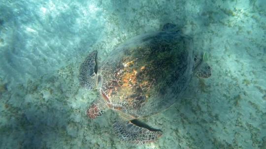 1672_海龟在海底