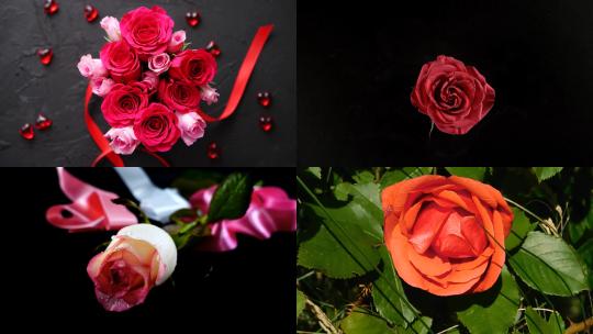 【合集】鲜花玫瑰花粉色红色花朵花瓣植物