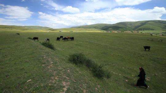 甘孜阿坝 放牛的小卓玛 大草原视频素材模板下载
