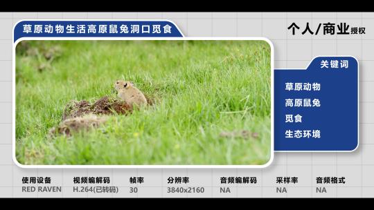 草原动物生活高原鼠兔洞口觅食