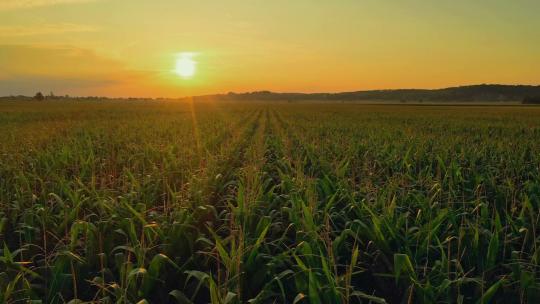 夕阳下拍摄的玉米地乡村振兴