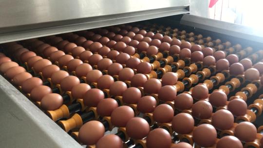 鸡蛋在生产线上移动