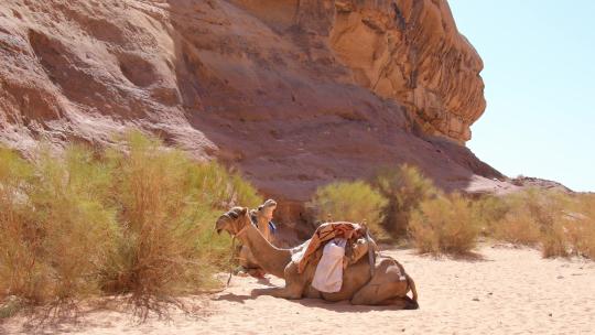 骆驼在阳光下休息视频素材模板下载