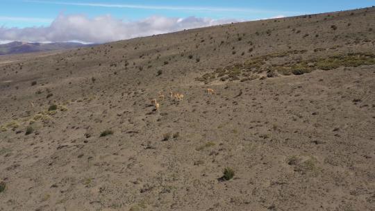 航拍荒漠上的一群羊驼