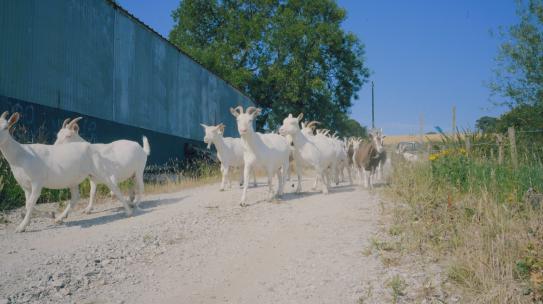 农村放山羊群奔跑视频素材模板下载