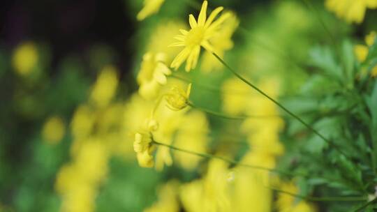野外路边黄色野花春天盛开绽放