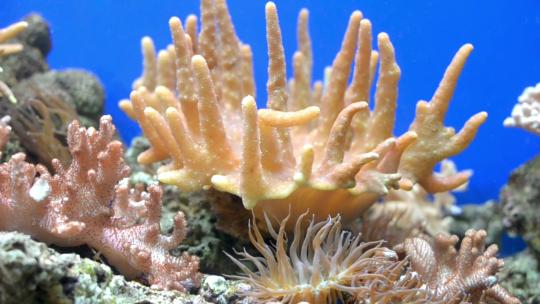 海底 珊瑚  软珊瑚   海洋生物 珊瑚礁视频素材模板下载