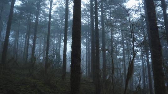 雨中迷雾森林