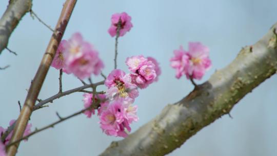 春天梅花盛开 梅园 春天到了