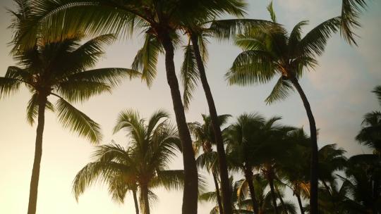 黄昏下的棕榈树