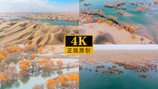【4K】新疆葫芦岛水上胡杨林秋景航拍合集视频素材模板下载