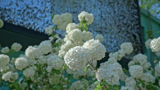 8K重庆铁山坪绣球花实拍