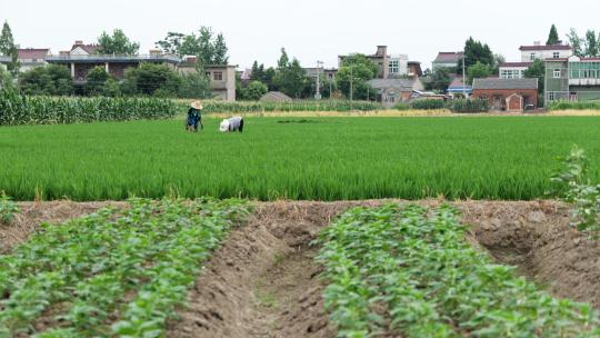 乡村农民在田地里干活实拍空镜头