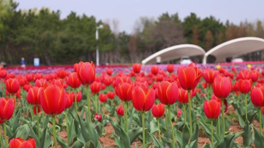 春天公园里盛开的郁金香花海自然风光