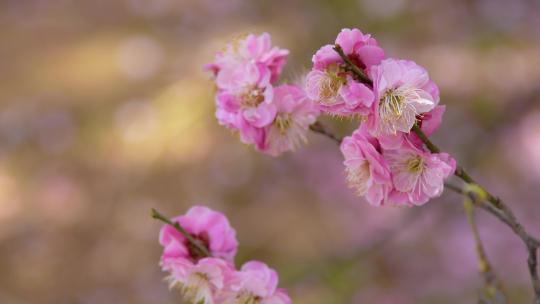 春天梅花盛开唯美特写画面