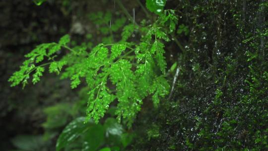 下雨天雨滴落在绿色叶子上