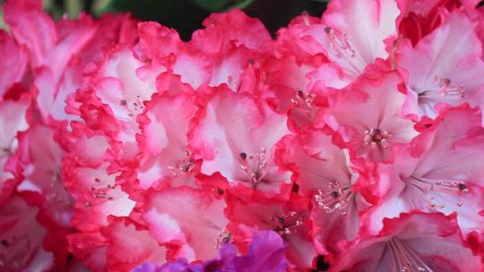 粉红色贵州贵妃高山杜鹃花淡红花朵