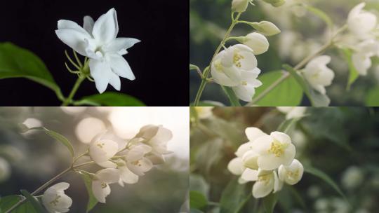 【合集】白色茉莉花开花自然植物景观生态