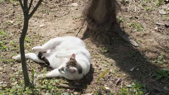 可爱猫咪4K实拍镜头