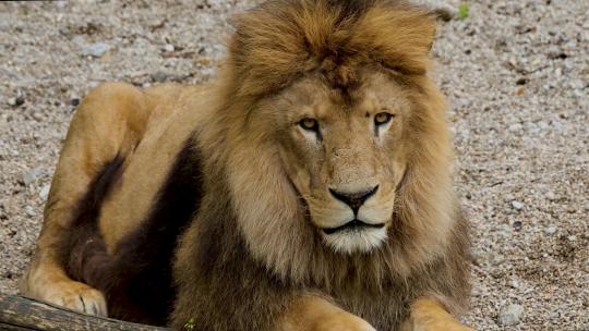 狮子 野生动物  自然保护区 自然视频素材模板下载