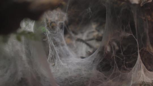 蜘蛛结网蜘蛛洞