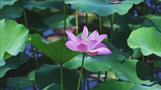 【合集】夏季荷塘摇橹船游人观赏荷花慢镜