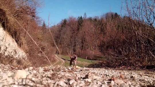 低角度拍摄一只狗在奔跑的镜头