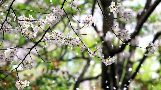 浪漫樱花季飘落樱花雨