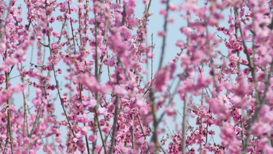 春天梅花盛开 梅园 春天到了
