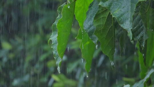 春季雨天雨水雨季树叶雨滴