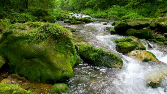 森林小溪-森林小河-小河流水自然生态