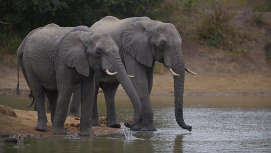 大象 河边喝水