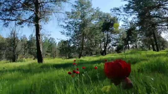 绿色草原上的红花