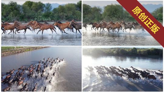新疆伊犁昭苏湿地公园天马浴河表演