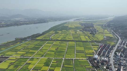 富阳美丽乡村油菜花花田