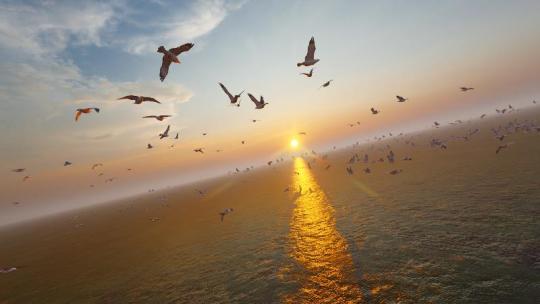 黄昏夕阳照耀下低空飞行的海鸥