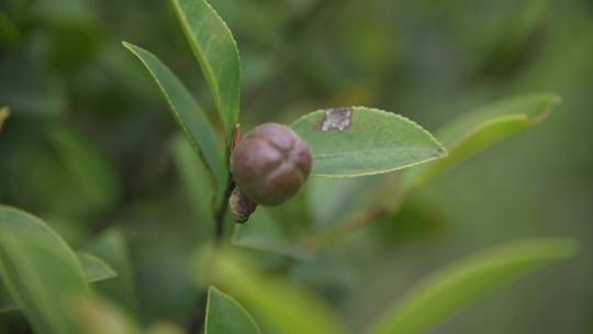 茶籽油树叶子