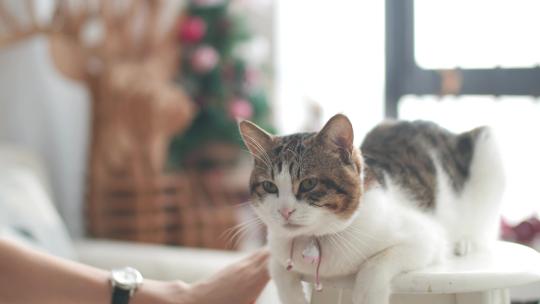 室内逗猫，宠物猫咪带圣诞场景4k视频素材