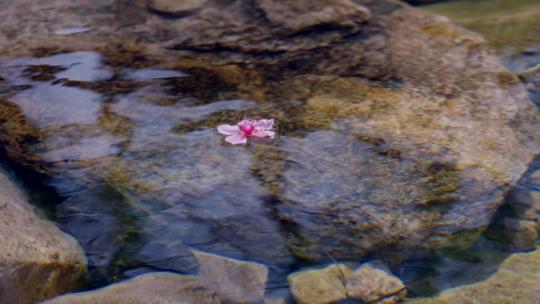 流水落花-桃花在水中飘流