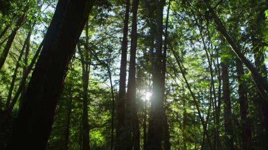 树森林阳光大自然树木春风植树树林木材大树