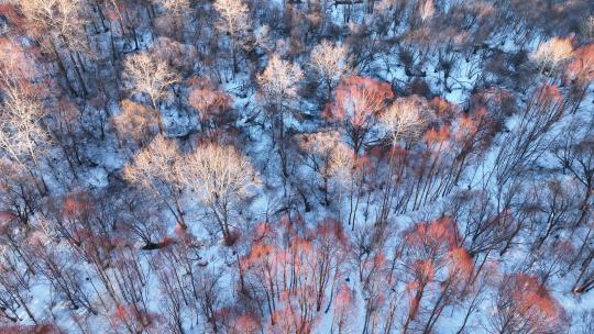 航拍早春雪原红柳林