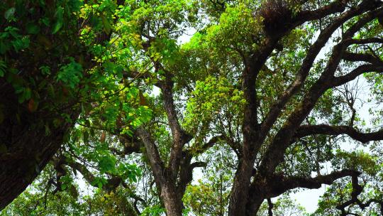 4K参天大树绿色树叶大自然