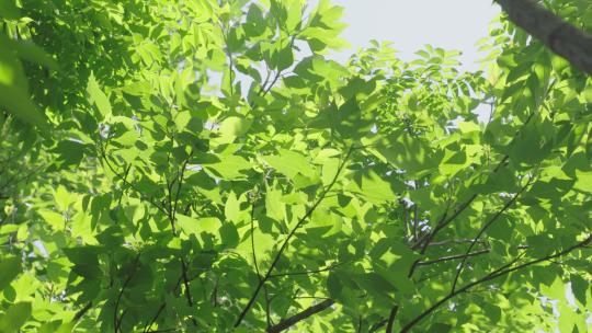 树叶阳光阳光透过树叶空镜头视频素材模板下载