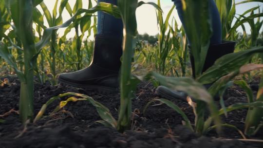 玉米地里的脚步视频素材模板下载