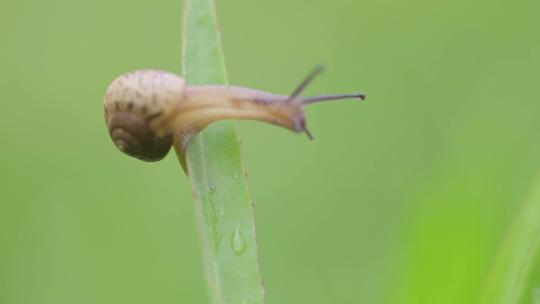 绿色自然小清新蜗牛爬行-立夏